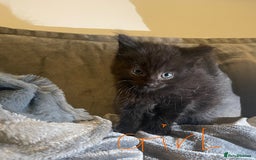 Mixed Breed cats for sale: 5 very fluffy stunning black kittens  - Image 7