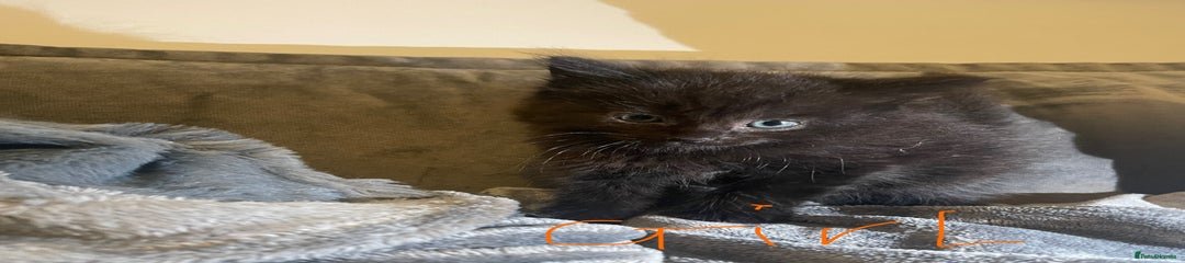 British Longhair Kitten 4