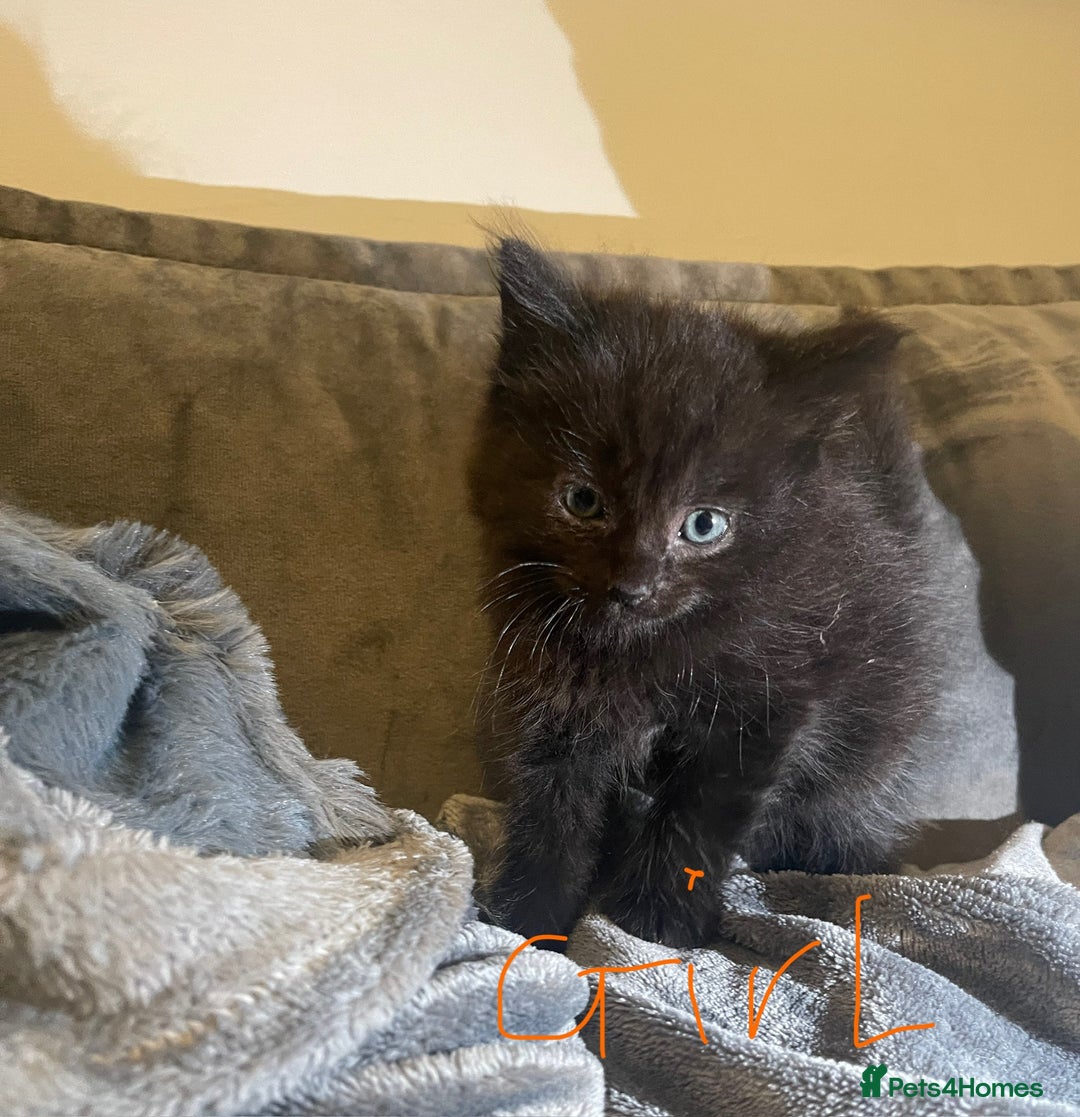 Mixed Breed cats for sale: 5 very fluffy stunning black kittens  - Image 7