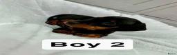 Miniature Dachshund dogs for sale: 3 Male Mini Smooth Haired Dachshund Puppies - Advert 11
