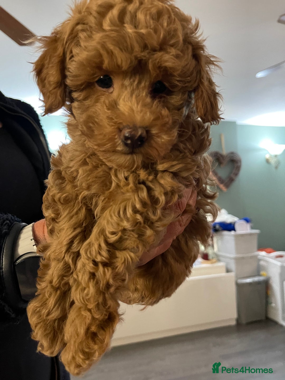 Toy Poodle dogs for sale: Teddy bear toy poodles  - Image 10