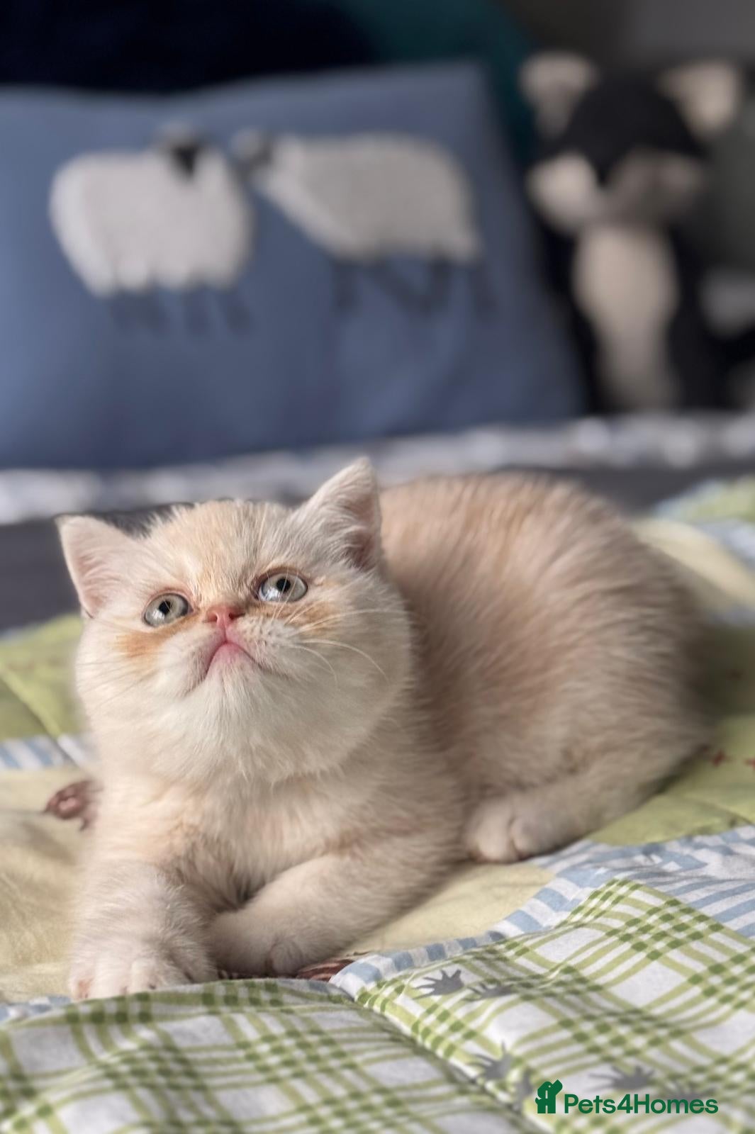 Exotic cats for sale: 8 month boy.pure bred exotic. Pedigree cream gene. - Advert 11
