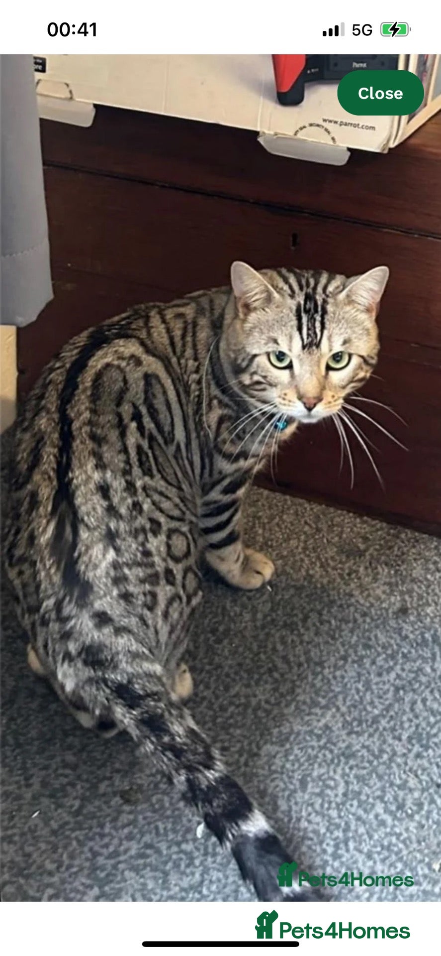 Bengal cats for stud: Worldcatbengals Marlo/mylo naw available for stud  - Advert 2