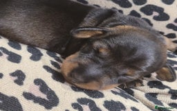 Miniature Dachshund dogs for sale: Wired Haired miniature daschund  - Image 4