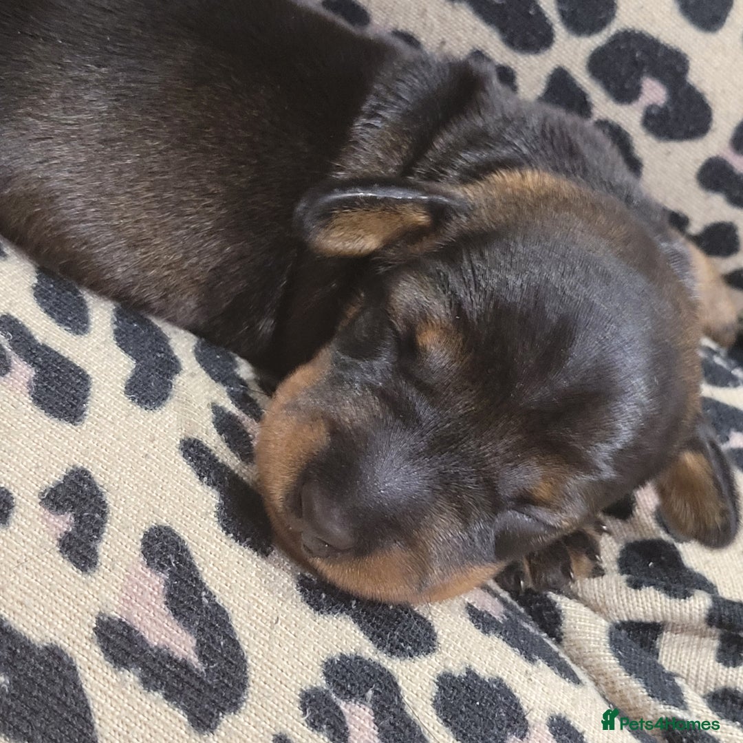 Miniature Dachshund dogs for sale: Wired Haired miniature daschund  - Image 4