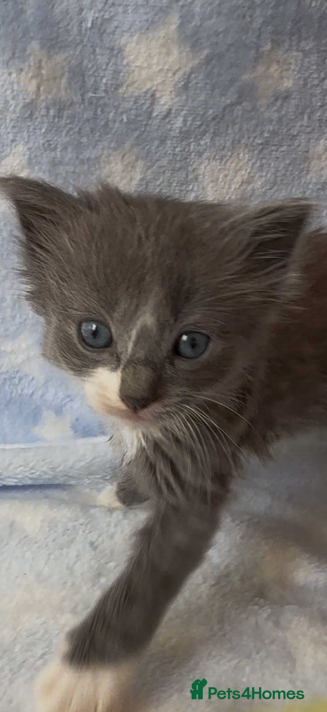 Ragdoll cats for sale: Stunning Ragdoll kittens super affectionate  - Image 2