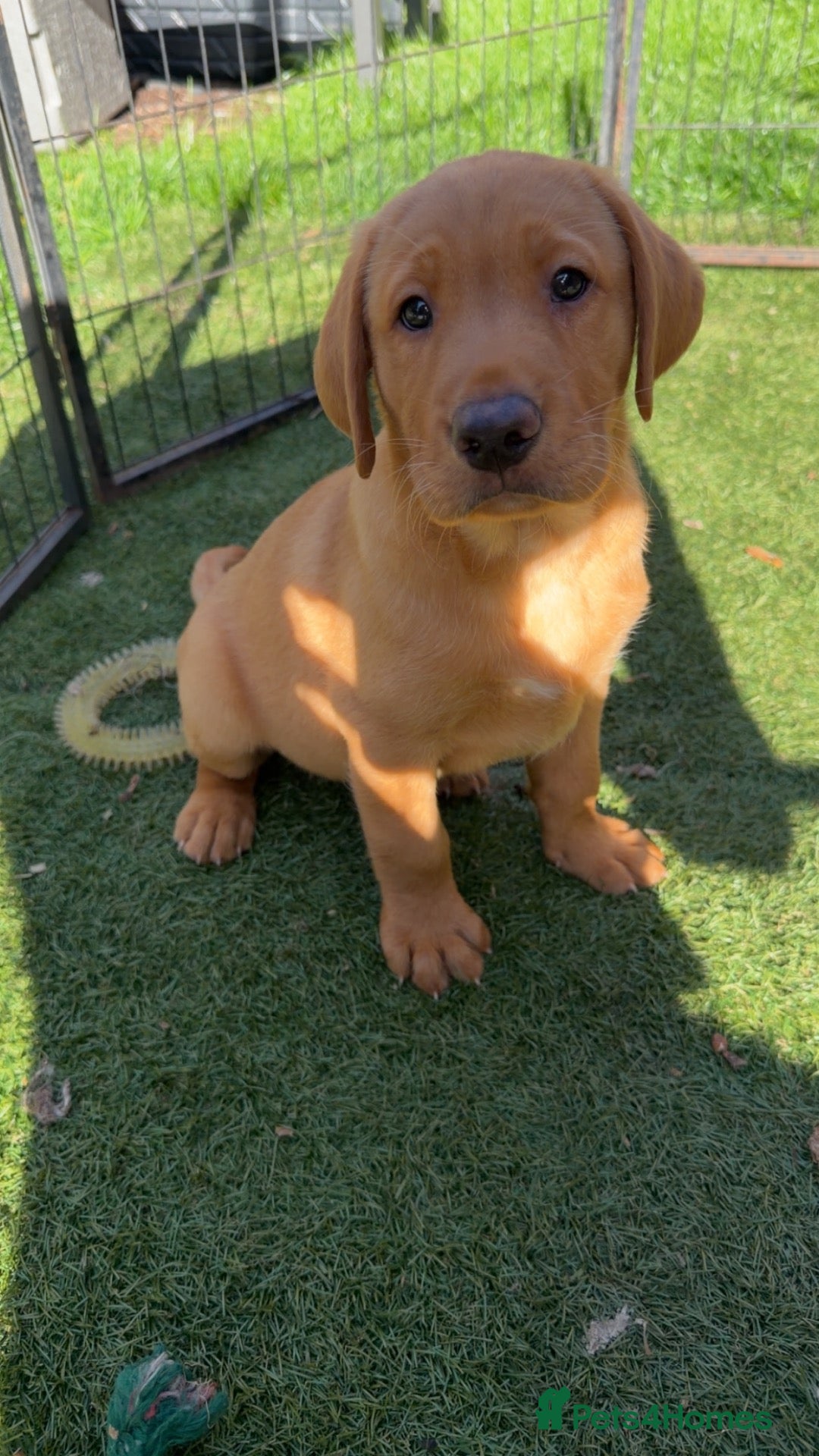 Labrador Retriever dogs Beautiful Labrador champion bloodline pups  - Advert 1