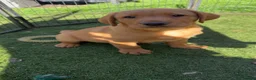 Labrador Retriever dogs for sale: Beautiful Labrador champion bloodline pups  in Doncaster - Advert 9