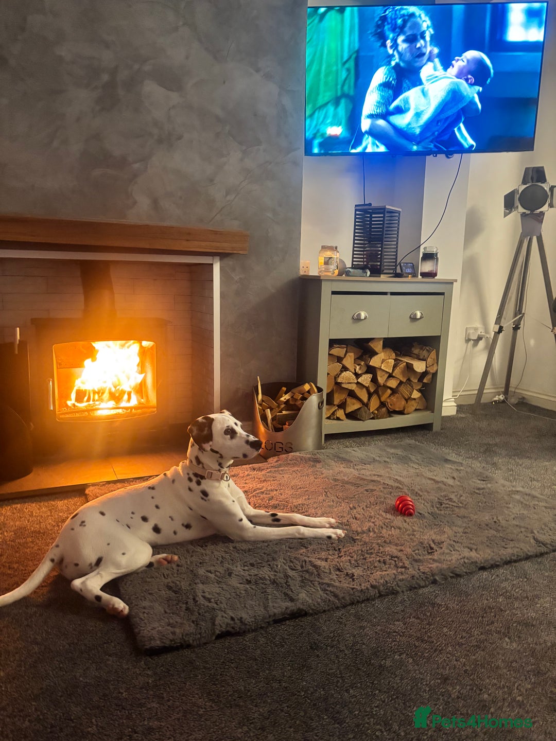Dalmatian dogs for sale: Gorgeous Dalmatian girl  - Image 10