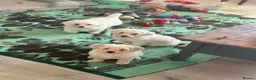 Bichon Frise dogs for sale: Puppies with blue eyes  in Norwich - Advert 15