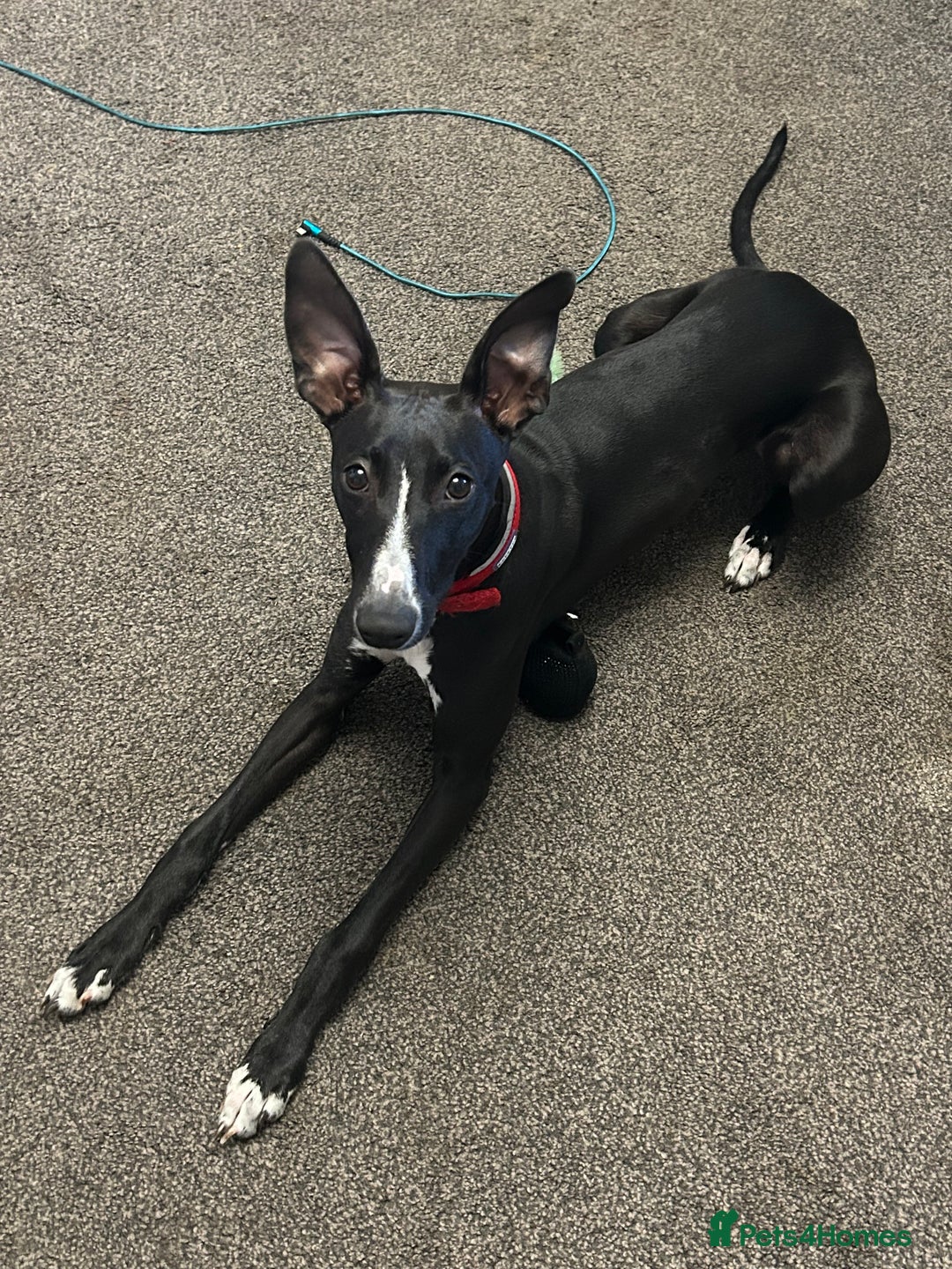 Whippet dogs for sale: Toby , 6 month old whippet  - Image 5