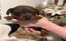 Miniature Dachshund dogs for sale: Kennel club registered litter of 4 pups - Image 9