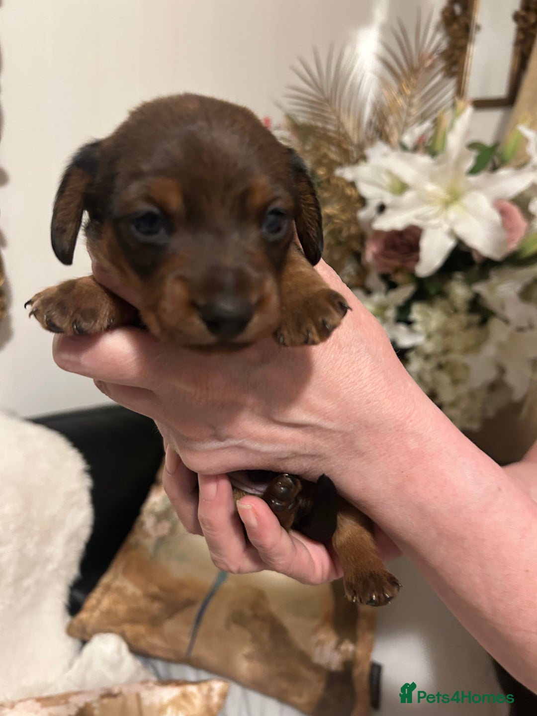 Miniature Dachshund dogs for sale: Kennel club registered litter of 4 pups - Image 9