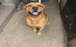 Mixed Breed dogs for sale: Dogue de bordeaux - Image 2