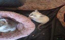 Norwegian Forest Cat cats for sale: Norwegian forest mixed tabby - Image 16