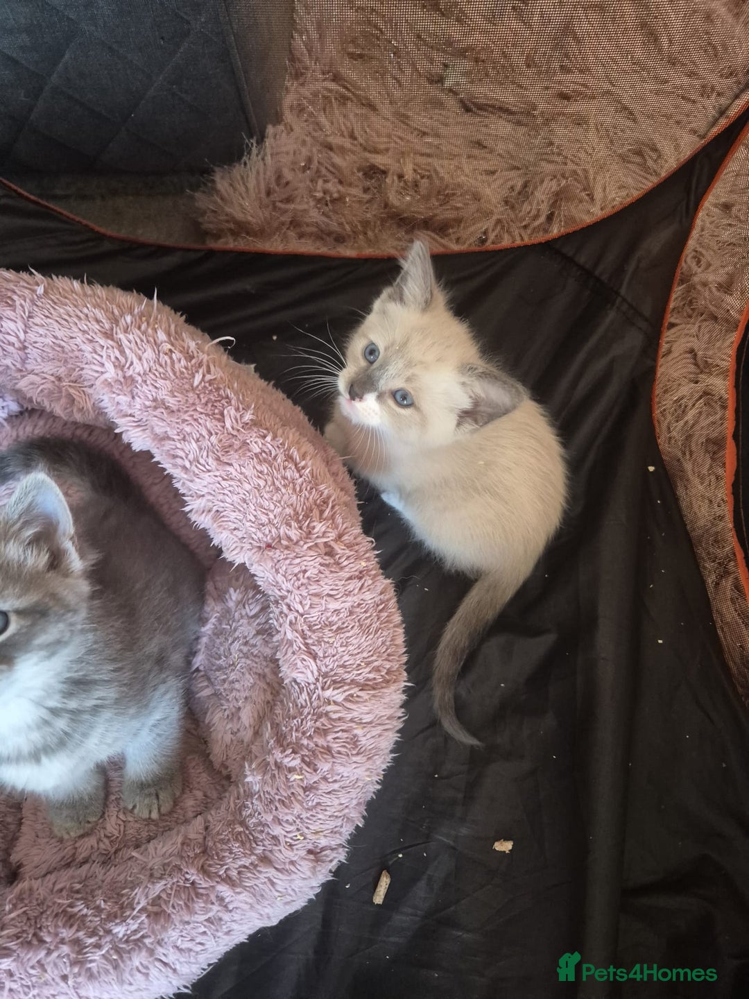 Norwegian Forest Cat cats for sale: Norwegian forest mixed tabby - Image 16