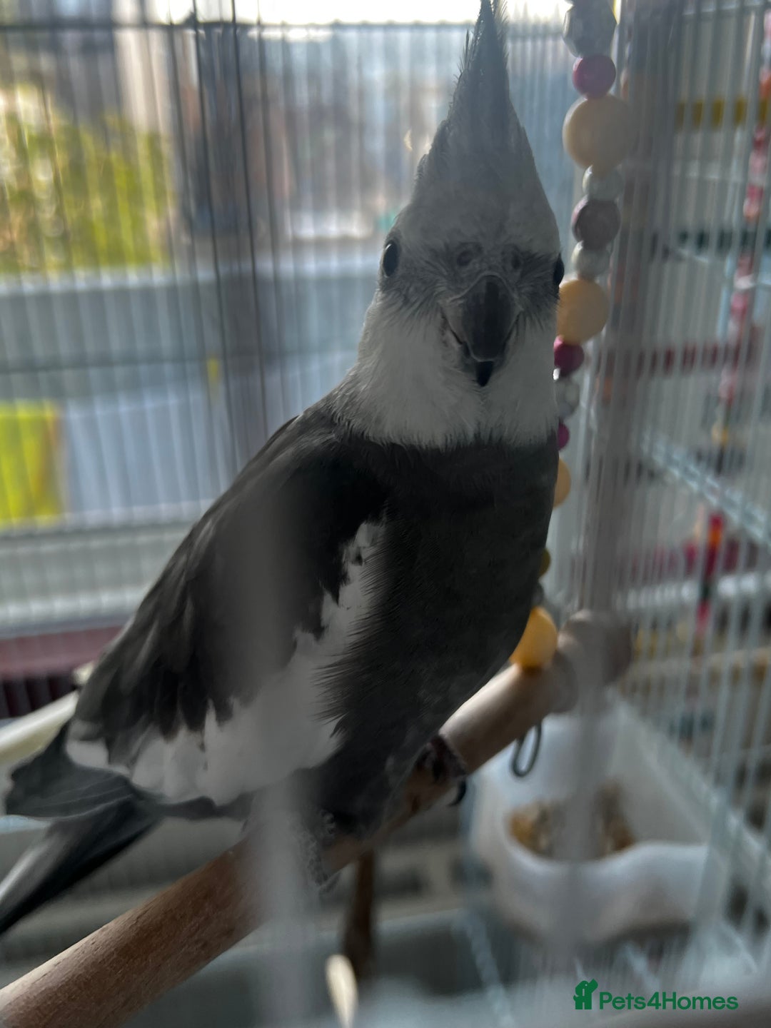 Cockatiels birds for sale: Cockatiel White Face Grey Male - Advert 3