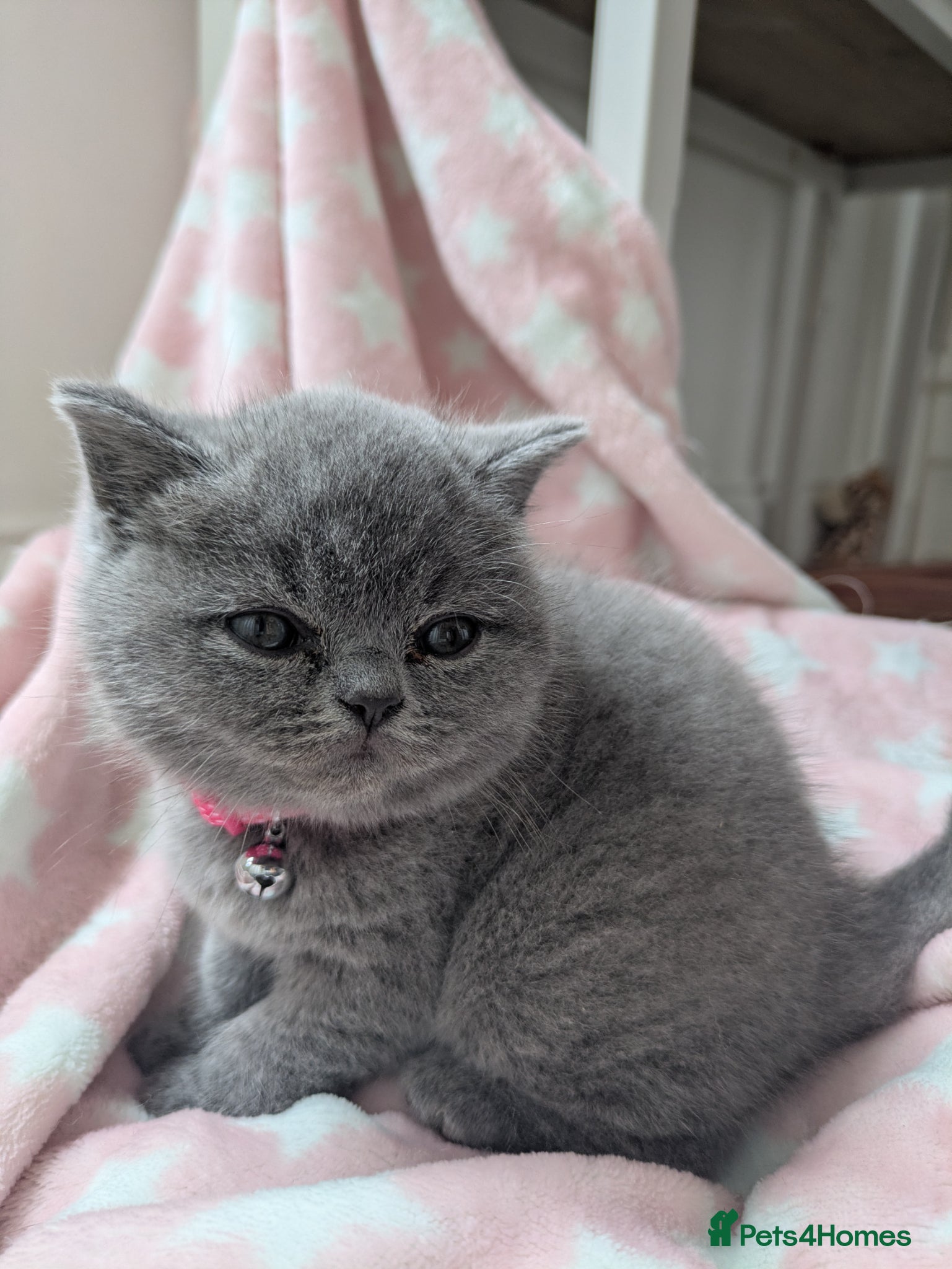 British Shorthair cats 6 week old blue British shorthair  - Advert 3