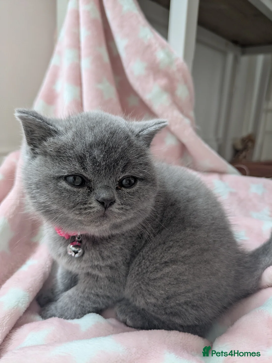 British Shorthair cats for sale: 6 week old blue British shorthair  - Advert 2