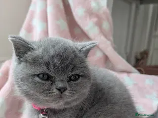 British Shorthair cats 6 week old blue British shorthair - Advert 3