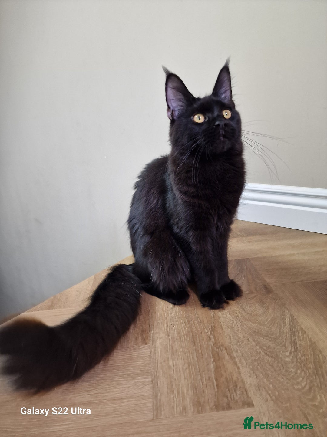 Maine Coon cats for sale: Pure maine coon - Image 22