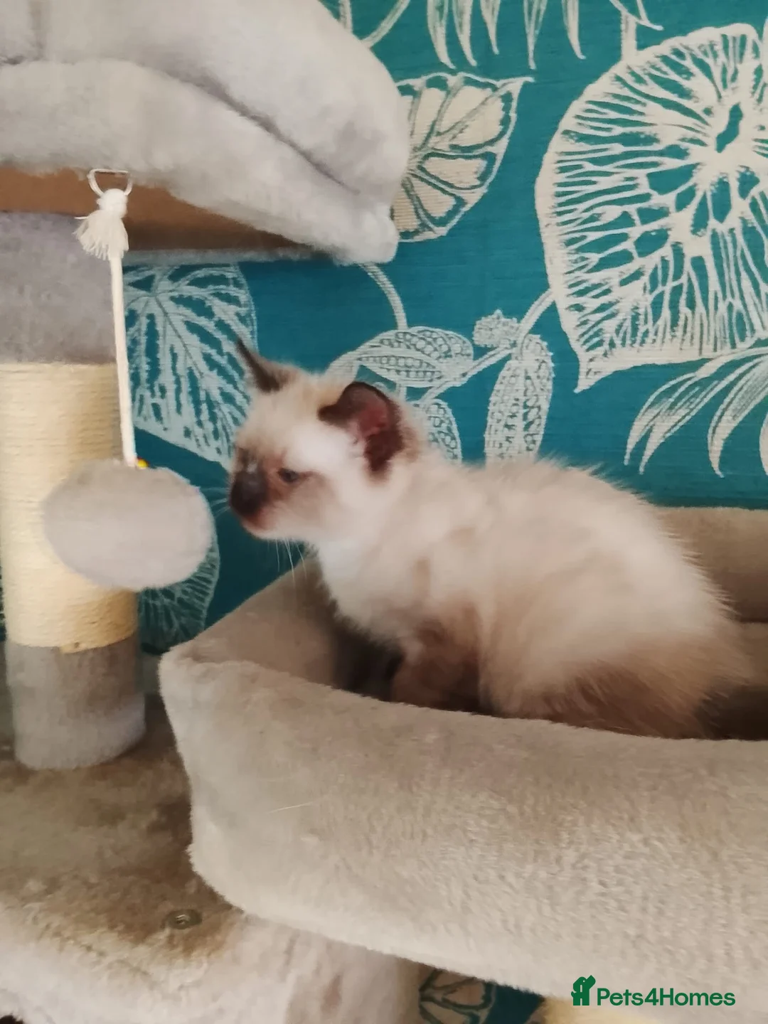 Siamese cats for sale: (1 Left)beautiful Kitten Lokking forever Home 🏡❤️ - Advert 16