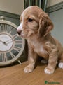 Cocker Spaniel Puppy 10
