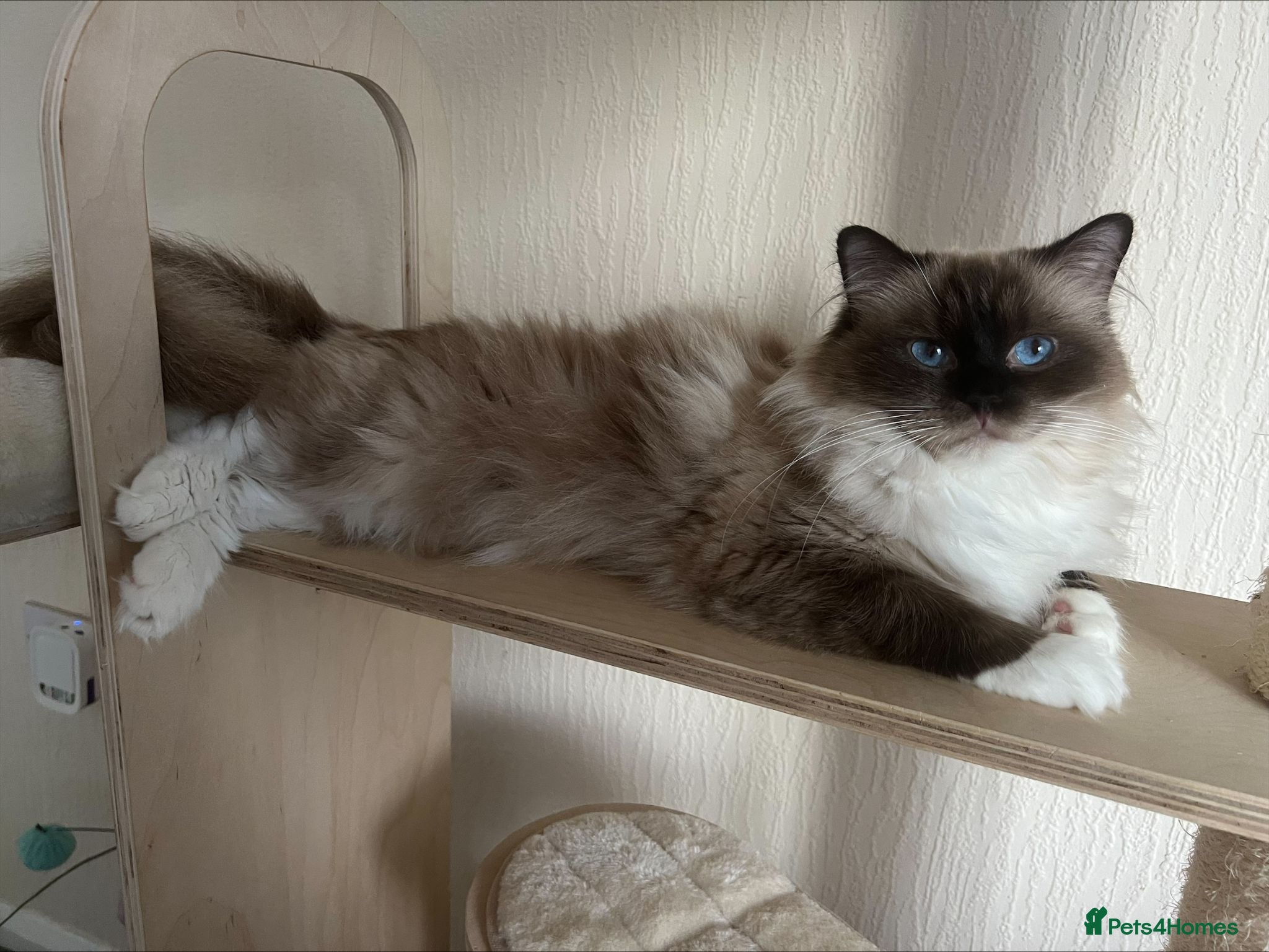 Ragdoll cats Exceptional Ragdoll Kittens - Advert 1