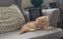 Scottish Fold cats for sale: Scottish Fold Kitten  - Image 10