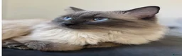 Ragdoll cats for sale: Blue point Ragdoll kittens  - Advert 7