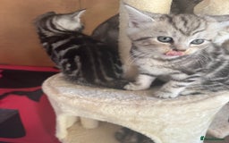 British Shorthair cats for sale: Gorgeous kittens - Image 4