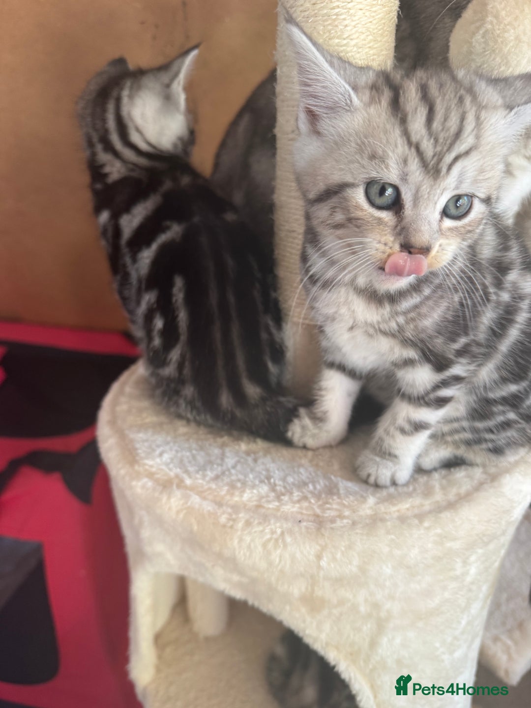 British Shorthair cats for sale: Gorgeous kittens - Image 4