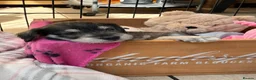 Miniature Schnauzer dogs for sale: KC Pedigree Miniature Schnauzer Pups *READY TO GO* - Advert 33