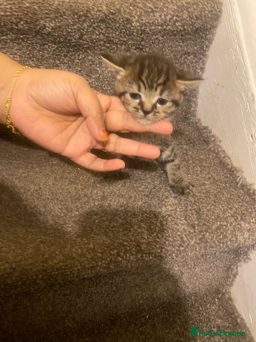 Mixed Breed cats for sale: Kittens for sale (3 available) in Cambridge - Advert 6