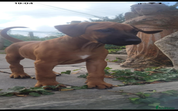 Rhodesian Ridgeback dogs for sale: KC reg chunky handsome pups - Image 7