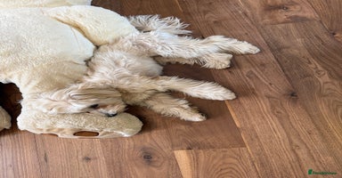 Maltipoo dogs - Advert 4