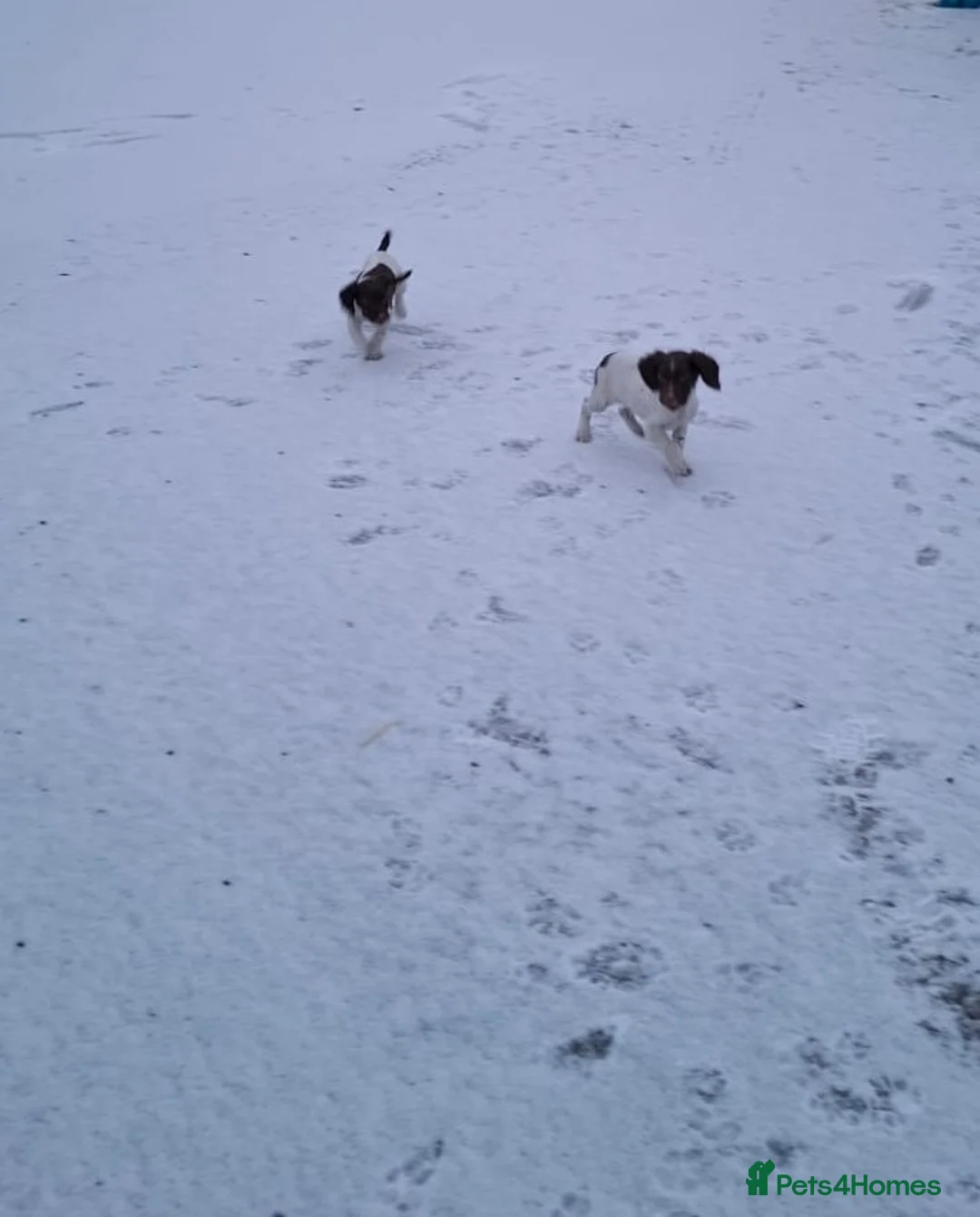 English Springer Spaniel dogs for sale: Only one boy available - Advert 6