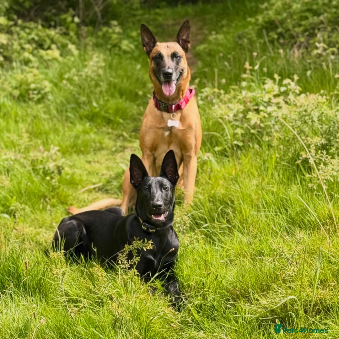 Belgian Shepherd Dog dogs for sale: Large Mali pup for an experienced home  - Advert 2