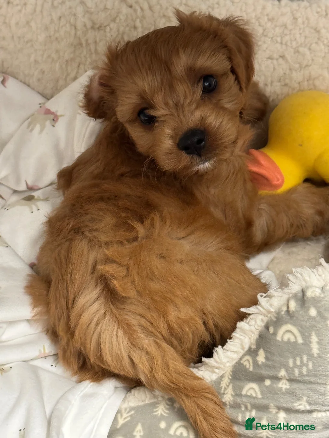 Cavapoo dogs for sale: Cavapoo puppy in Willenhall - Advert 2