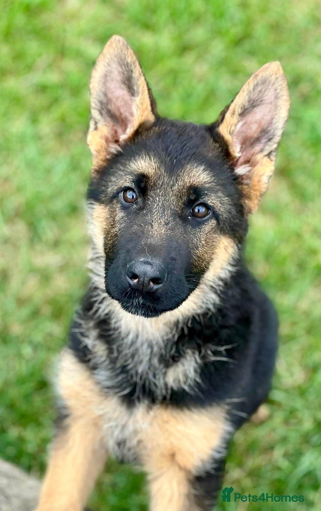 Jarman Safed Dog Puppy German Shepherd Female Price Jarman Safed