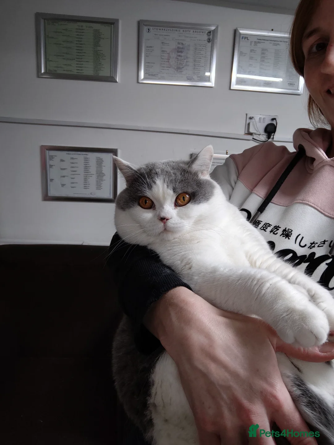 British Shorthair cats for stud: GCCF Registered Chunky British Shorthair Stud in Liverpool - Advert 6