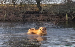 Golden Retriever dogs for sale: Gorgeous dark golden litter - Image 13