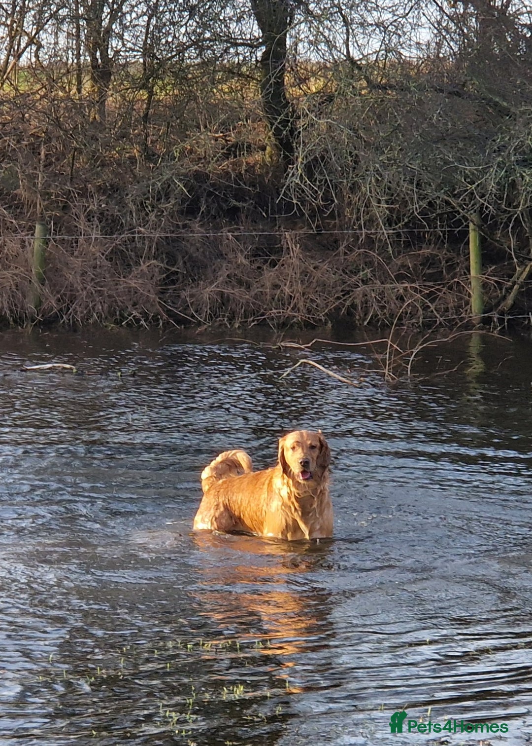 Golden Retriever dogs for sale: Gorgeous dark golden litter - Image 13