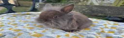 Mini Lion Lop rabbits for sale: Beautiful  lionlops Ready now . 10 weeks olds  - Advert 7