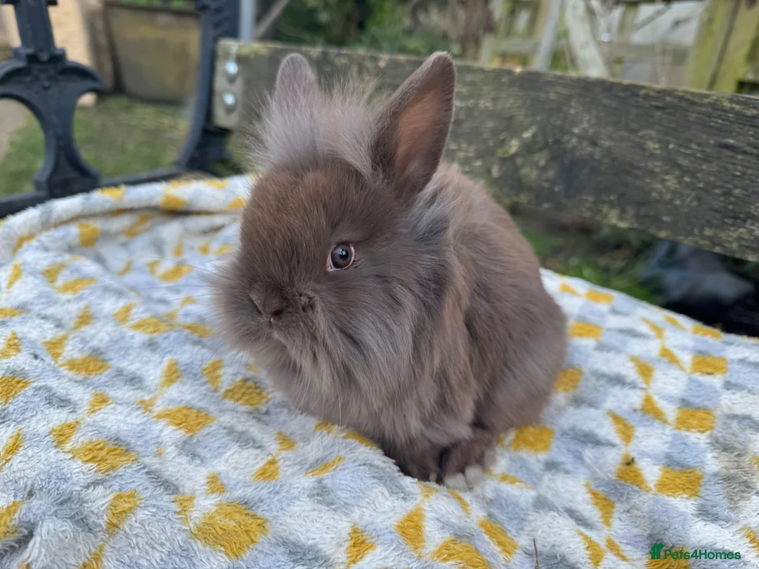 Mini Lion Lop rabbits for sale: Beautiful  lionlops Ready now . 10 weeks olds  - Advert 7