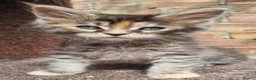Maine Coon cats for sale: Pedigree tica mainecoon kittens - Advert 11