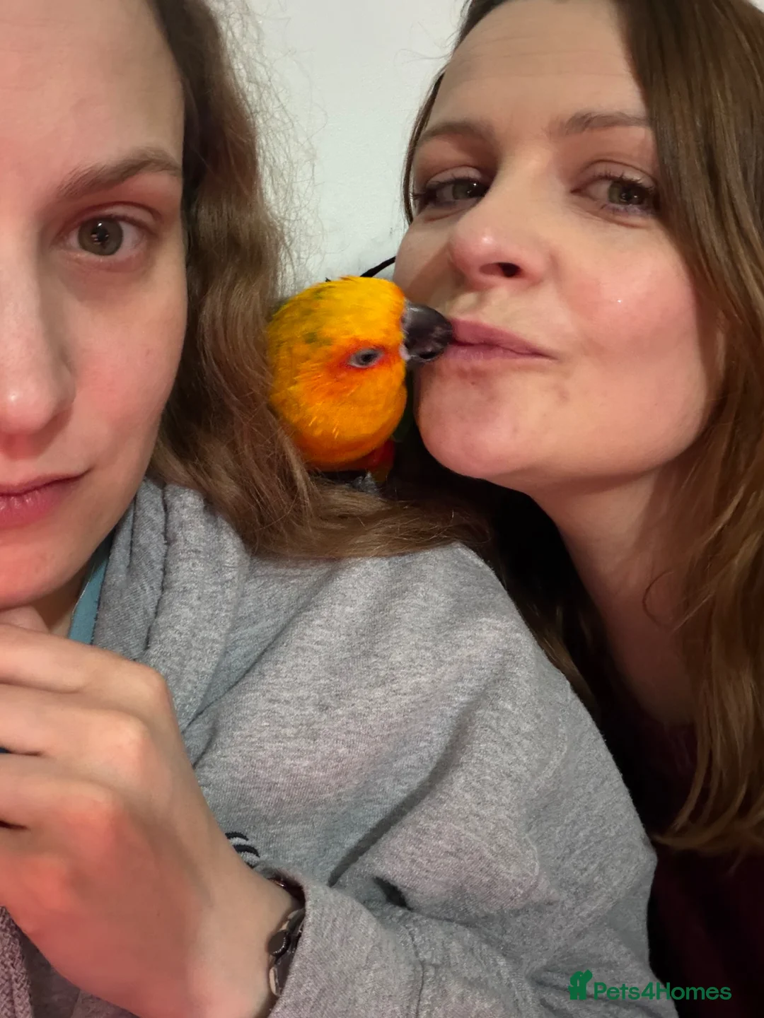 Conures birds for sale: 5 Year Old Male Jenday Conure  in Beaminster - Advert 7