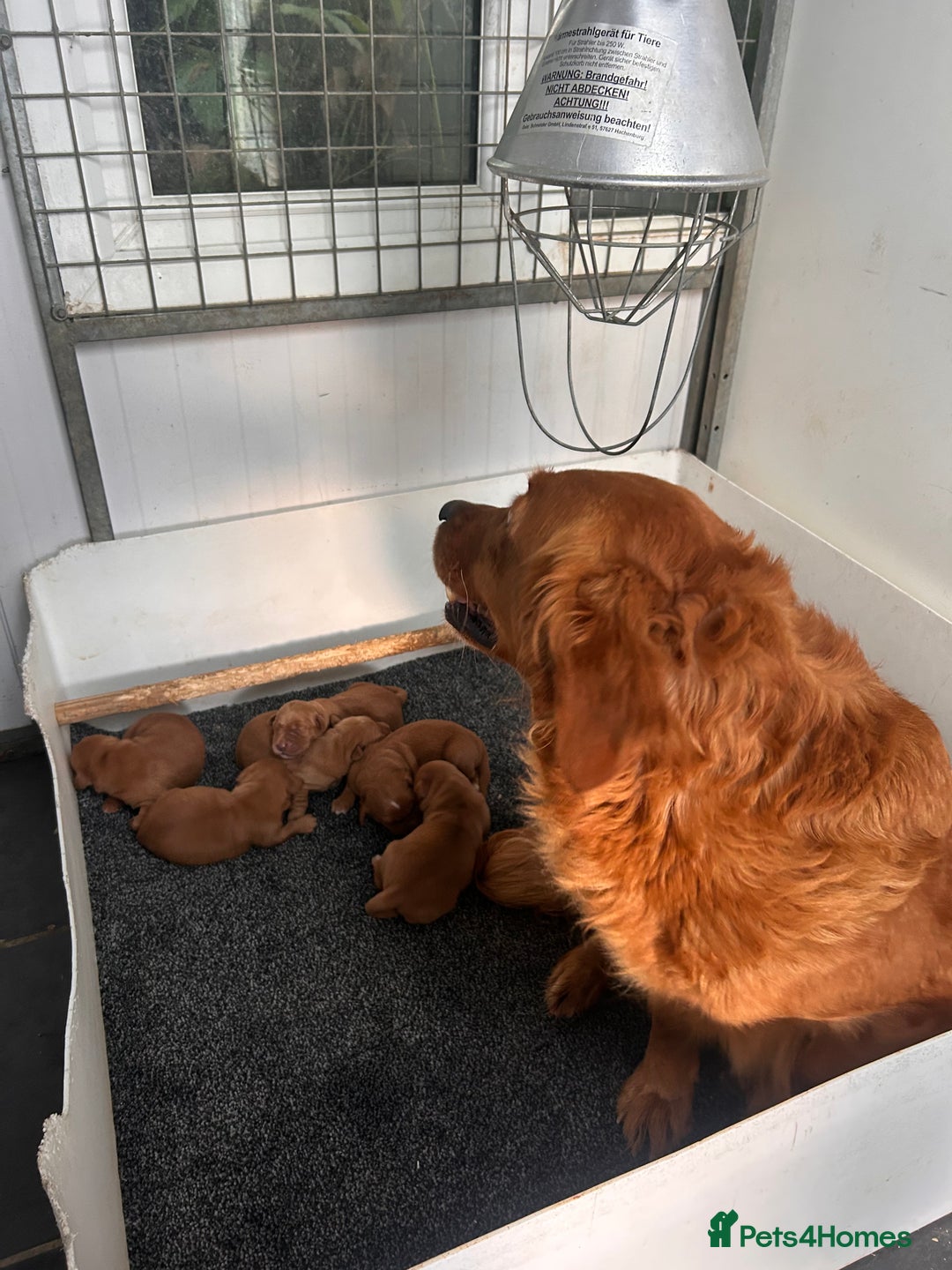 Golden Retriever dogs for sale: Dark Red Working Golden Retriever puppies  - Advert 5
