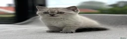 British Shorthair cats for sale: Female Colourpoint British Shorthair Kitten  - Advert 5