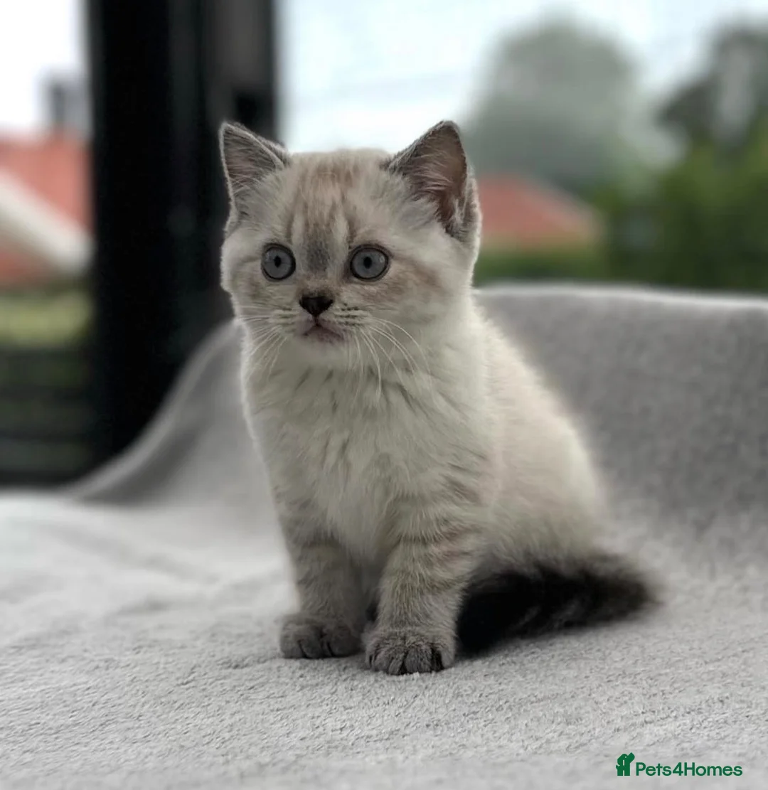 British Shorthair cats for sale: Female Colourpoint British Shorthair Kitten  - Advert 5